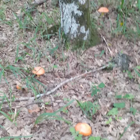 E Vacanze Belvedere Ferienhaus